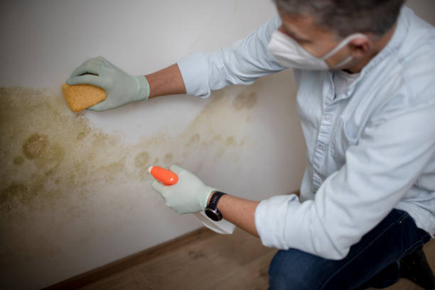 Best Local Mold Removal Service  in Wellington, UT