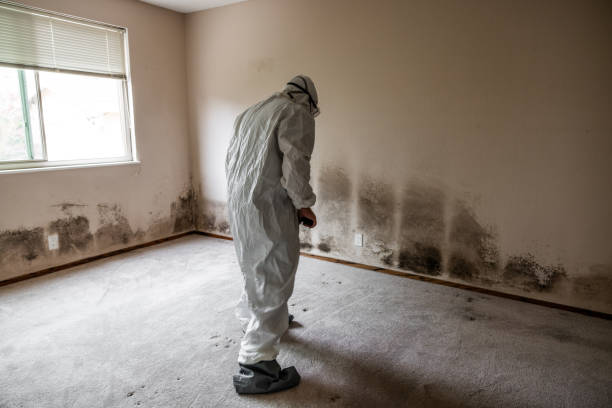 Best Affordable Mold Removal  in Wellington, UT